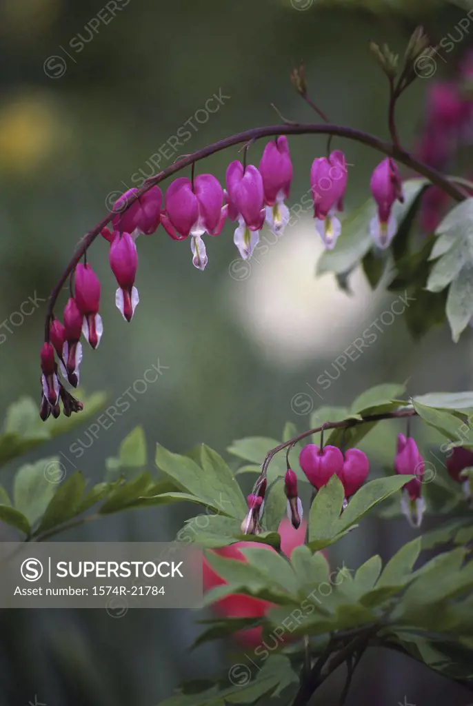 Close-up of Bleeding Heart flowers