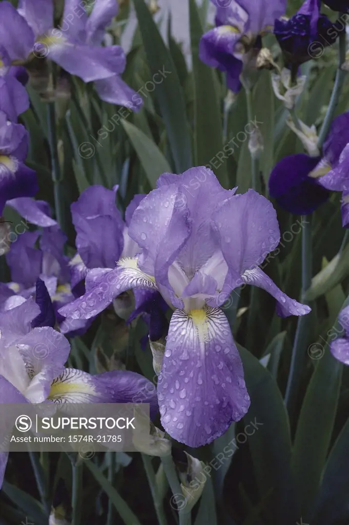 Close-up of an iris flower