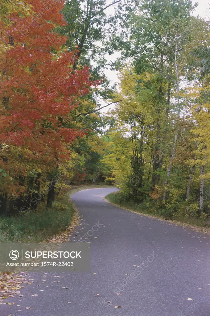 Trees along a road, Wisconsin, USA