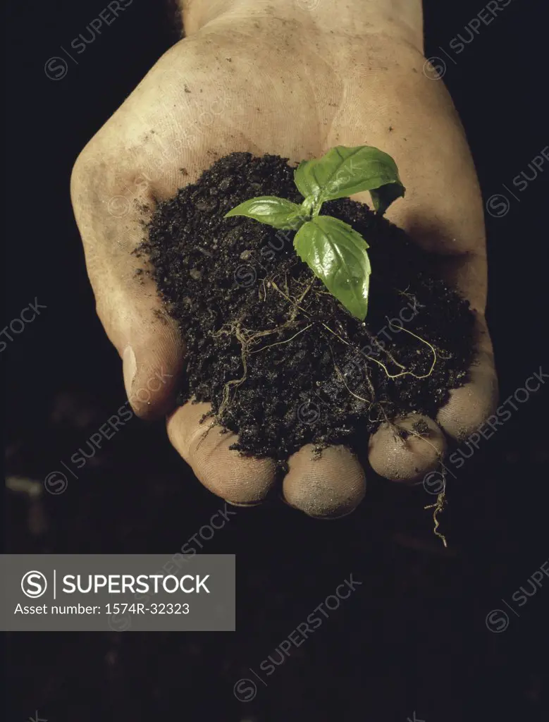 Close-up of a human hand holding a sapling