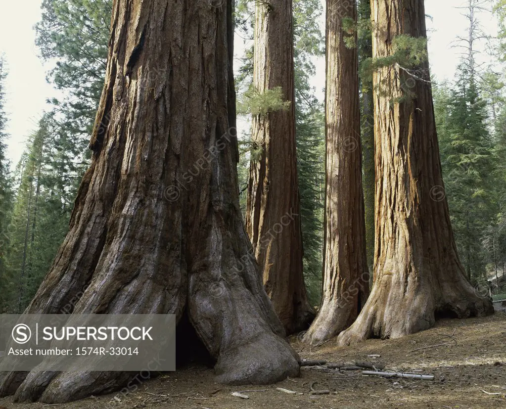 Giant Sequoia Trees Yosemite National Park California USA