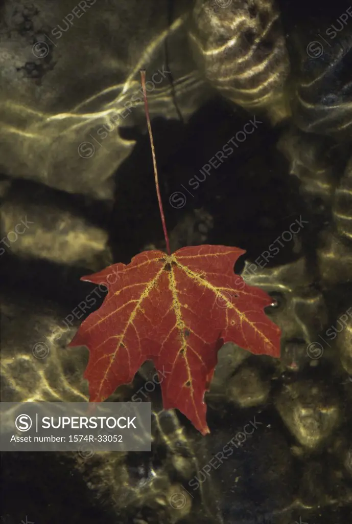 Maple leaf floating on water