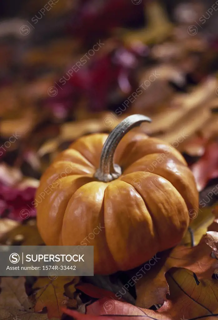 Close-up of a pumpkin