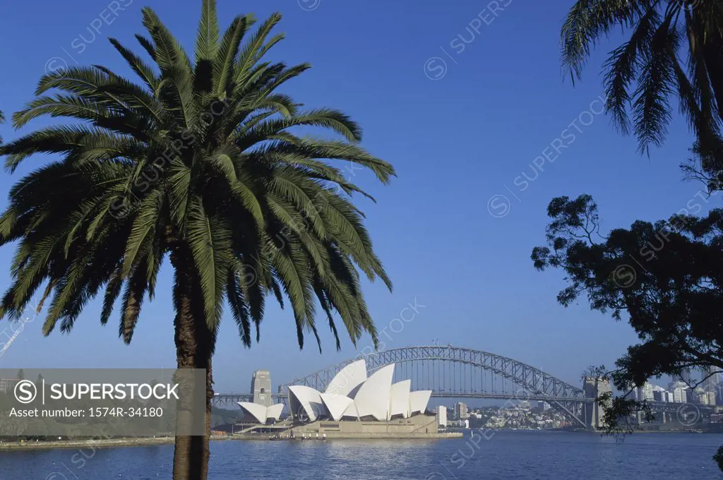 Palm trees in front of the Sydney Opera House, Sydney, Australia