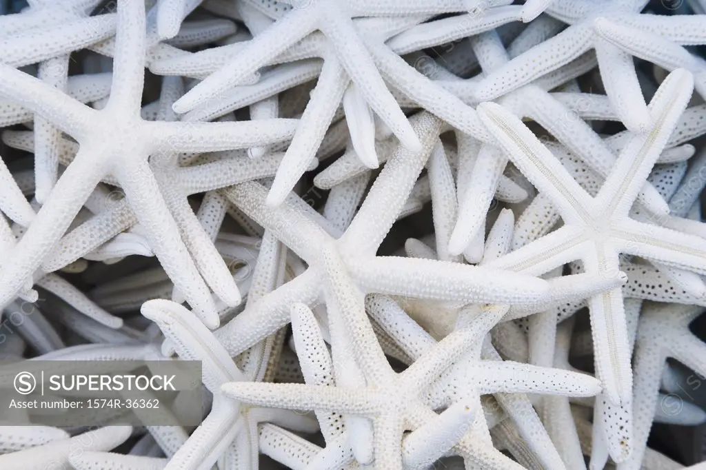 Close-up of heap of white starfish