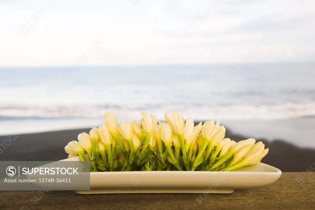 Close-up of flowers for aromatherapy on a tray, Papeete, Tahiti, French Polynesia