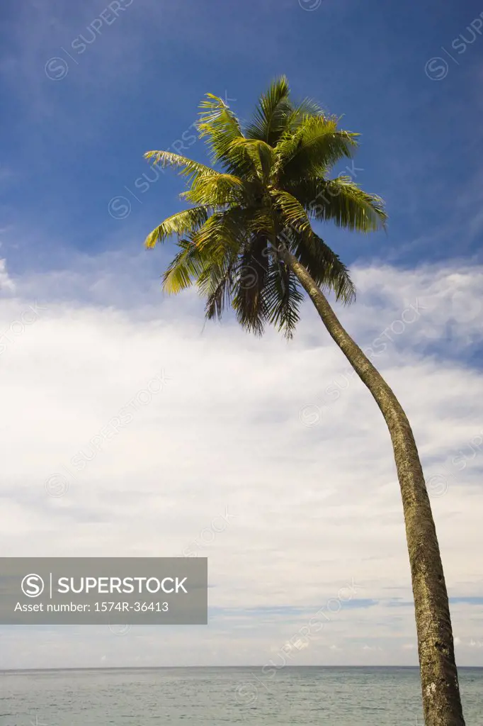 Palm tree on the beach, Papeete, Tahiti, French Polynesia
