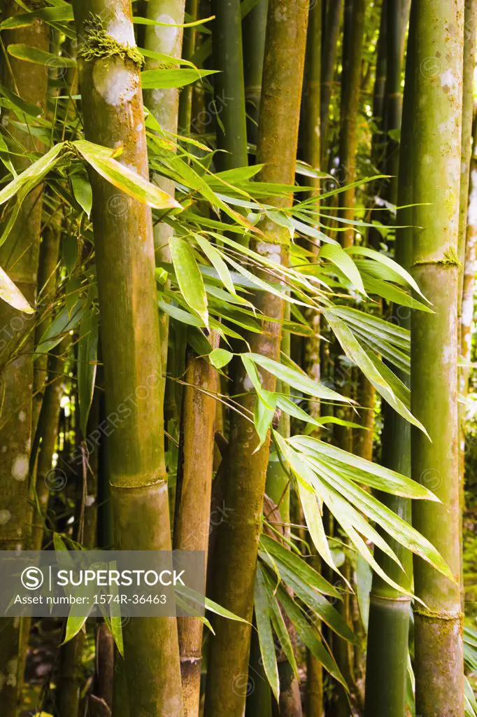 Bamboo trees in a forest, Papeete, Tahiti, French Polynesia