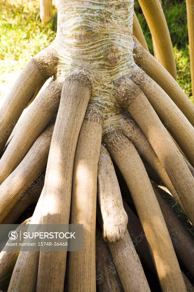 Close-up of roots of a tree, Huahine Island, Tahiti, French Polynesia