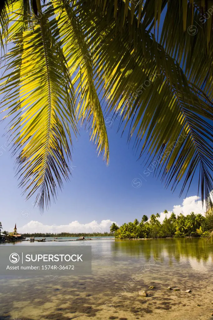 Palm tree on the beach, Huahine Island, Tahiti, French Polynesia