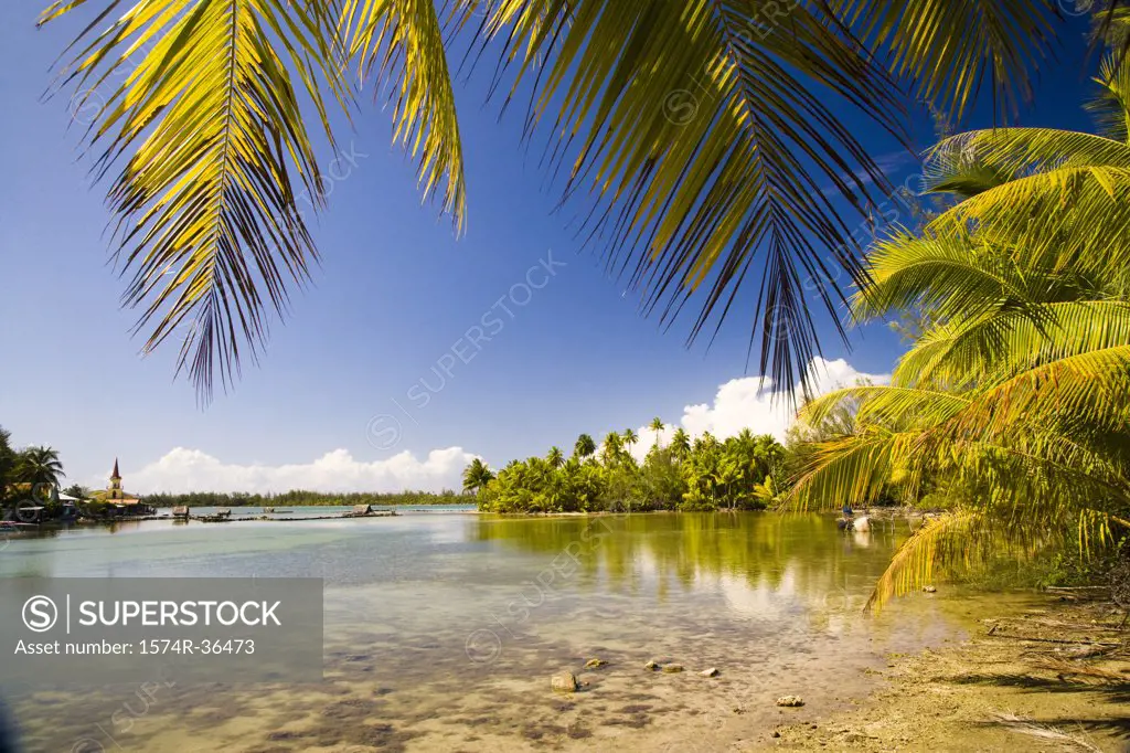 Palm trees on the beach, Huahine Island, Tahiti, French Polynesia