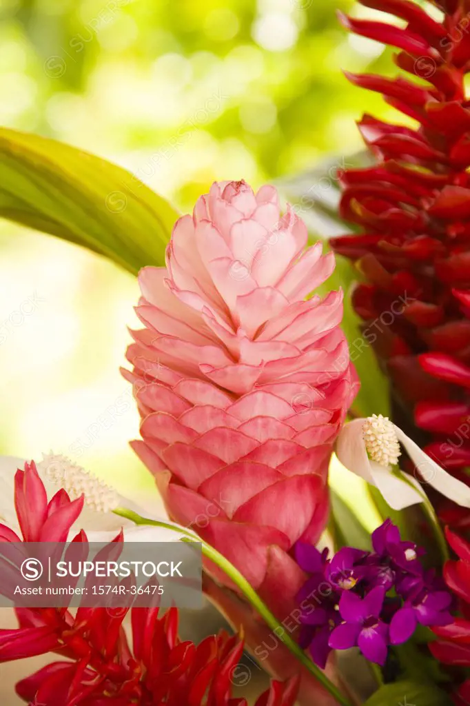 Close-up of tropical flowers, Raiatea Island, Tahiti, French Polynesia