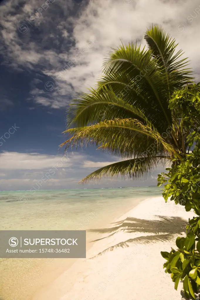 Palm tree on the beach, Tahaa, Tahiti, French Polynesia