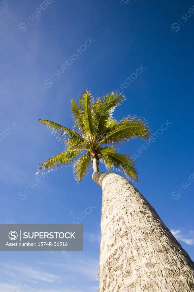 Low angle view of a coconut palm tree, Tahaa, Tahiti, French Polynesia