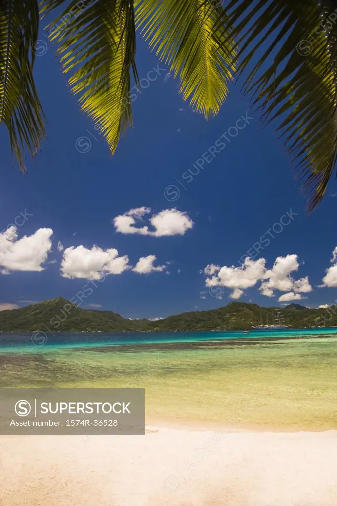 Shadow of palm trees on the beach, Tahaa, Tahiti, French Polynesia