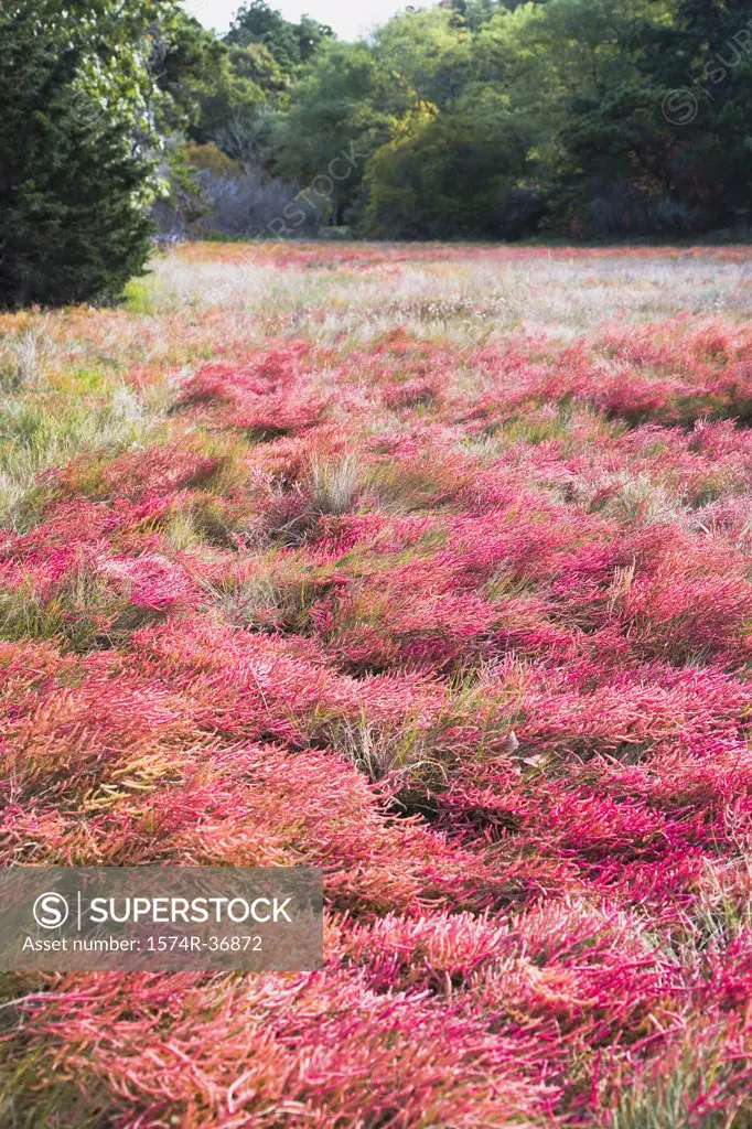 Wildflowers and grass on a landscape, Cape Cod, Massachusetts, USA