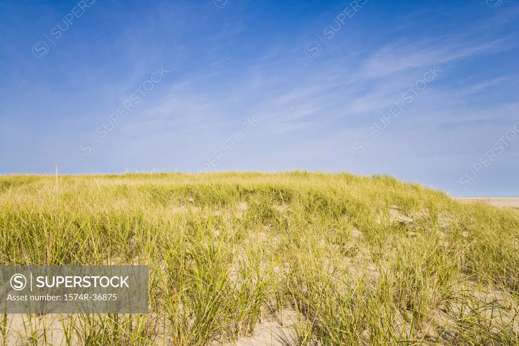 Tall grass on the beach, Cape Cod, Massachusetts, USA