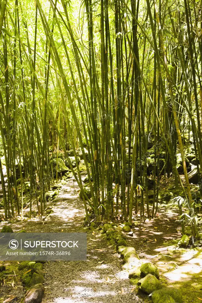 Bamboo trees in a forest, Papeete, Tahiti, French Polynesia