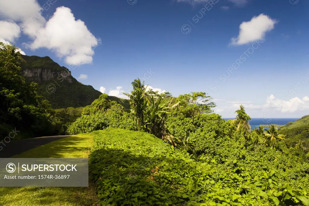 Trees in a forest, Huahine Island, Tahiti, French Polynesia