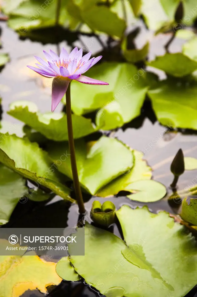 Water lily in a pond, Bora Bora, Tahiti, French Polynesia