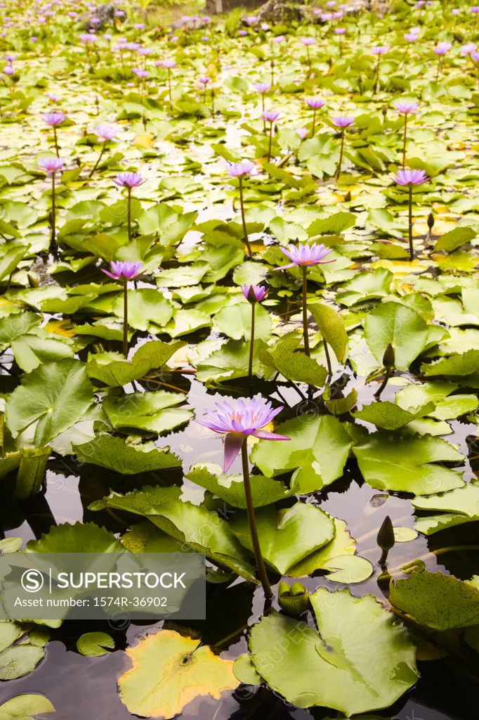 Water lilies in a pond, Bora Bora, Tahiti, French Polynesia