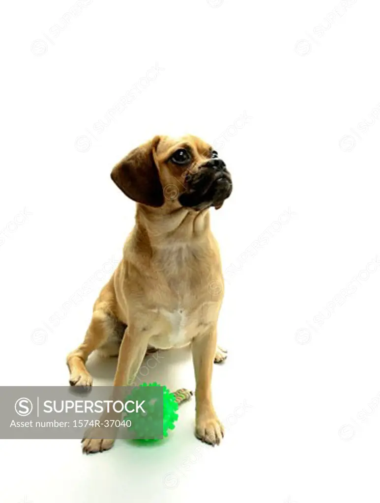Puggle puppy with a dog training dummy