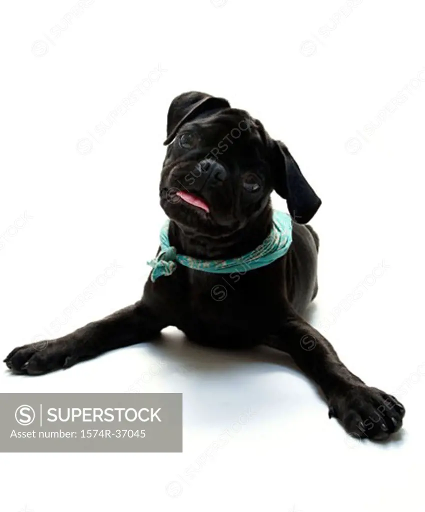 Black Pug puppy with its tongue out