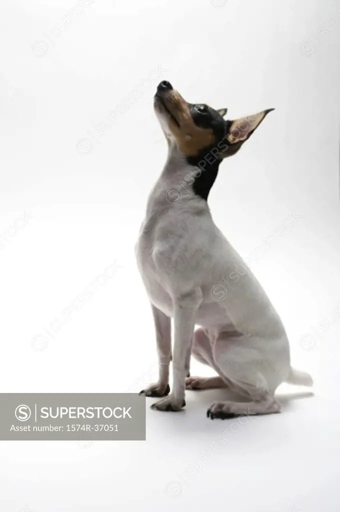 Toy Fox Terrier looking up