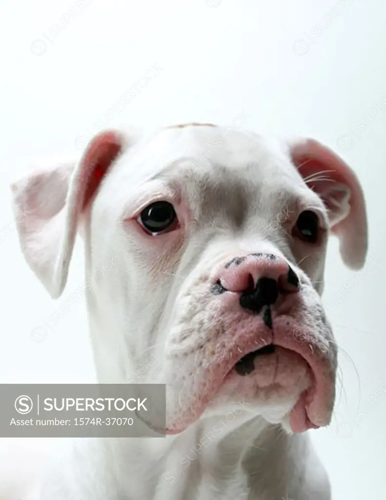 Close-up of a white Boxer puppy