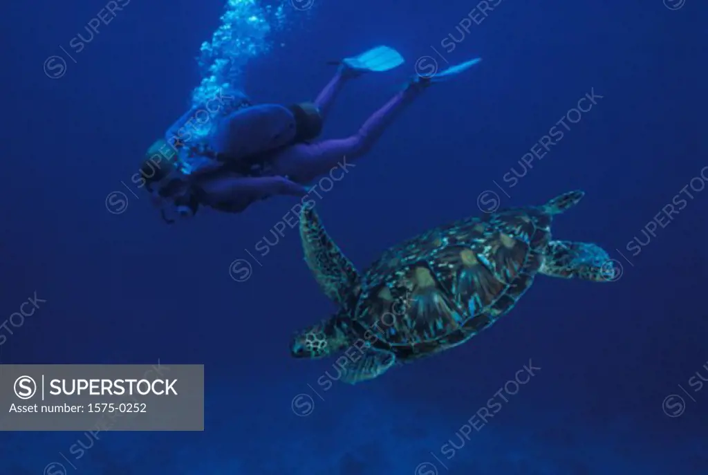 Scuba diver with sea turtle
