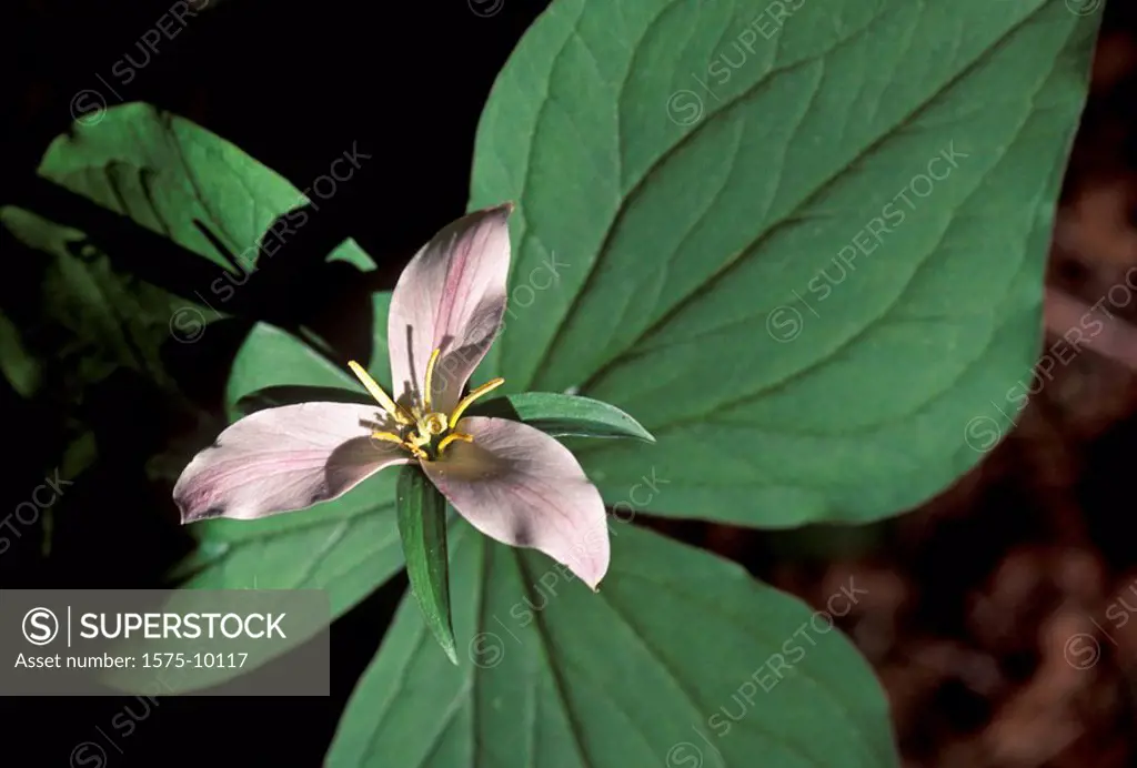 Trillium Wild Flower in Cathedral Grove old growth forest, Vancouver Island, B.C.