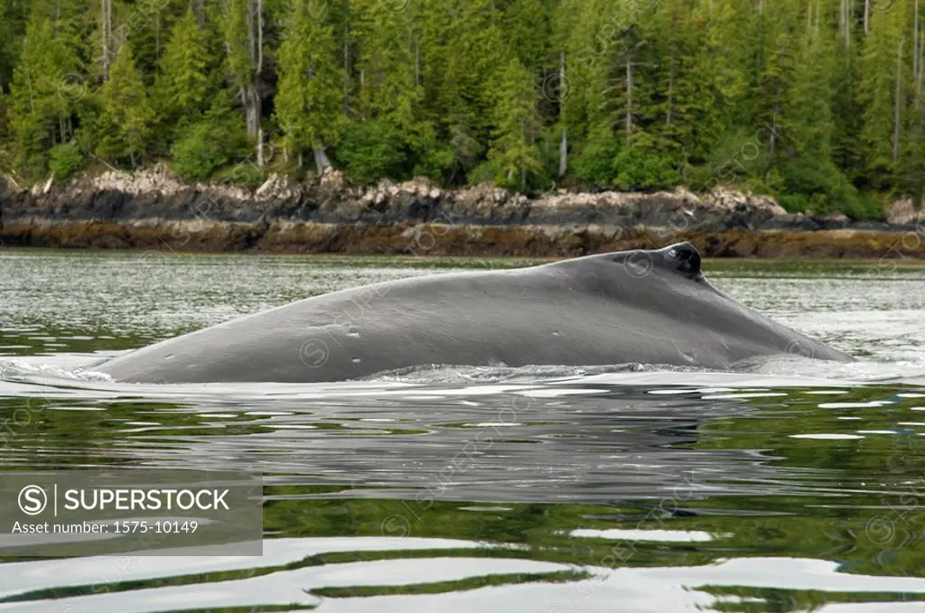 Canada, BC, Haida Gwaii Queen Charlotte Islands. Humpback whale surfaces in Juan Perez Sound.