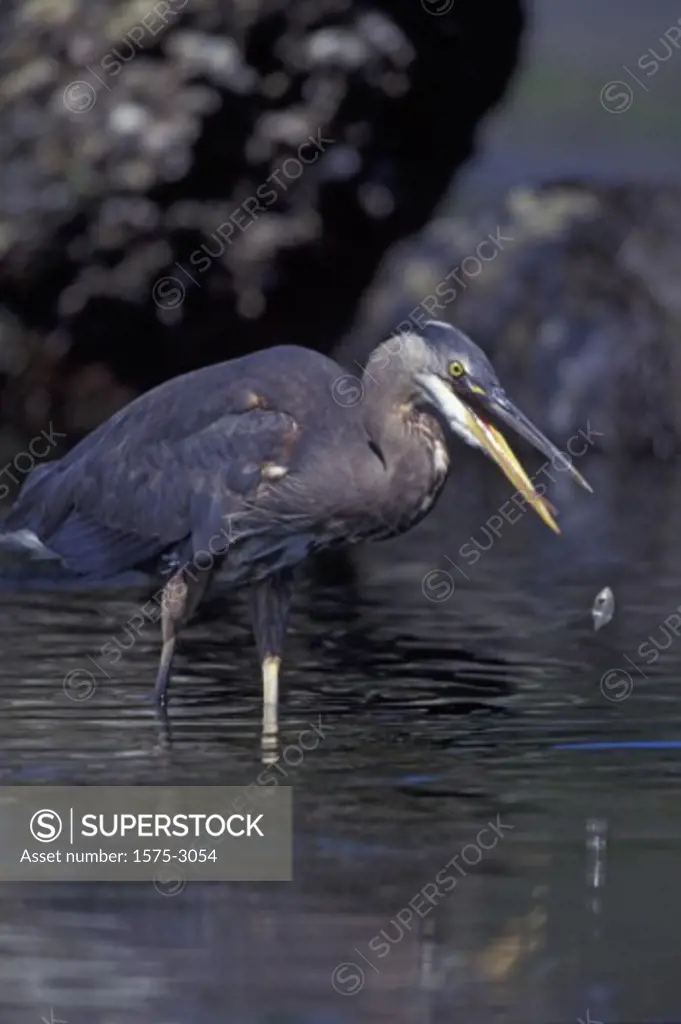 Great Blue Heron, Long Beach, Pacific Rim National Park, British Columbia
