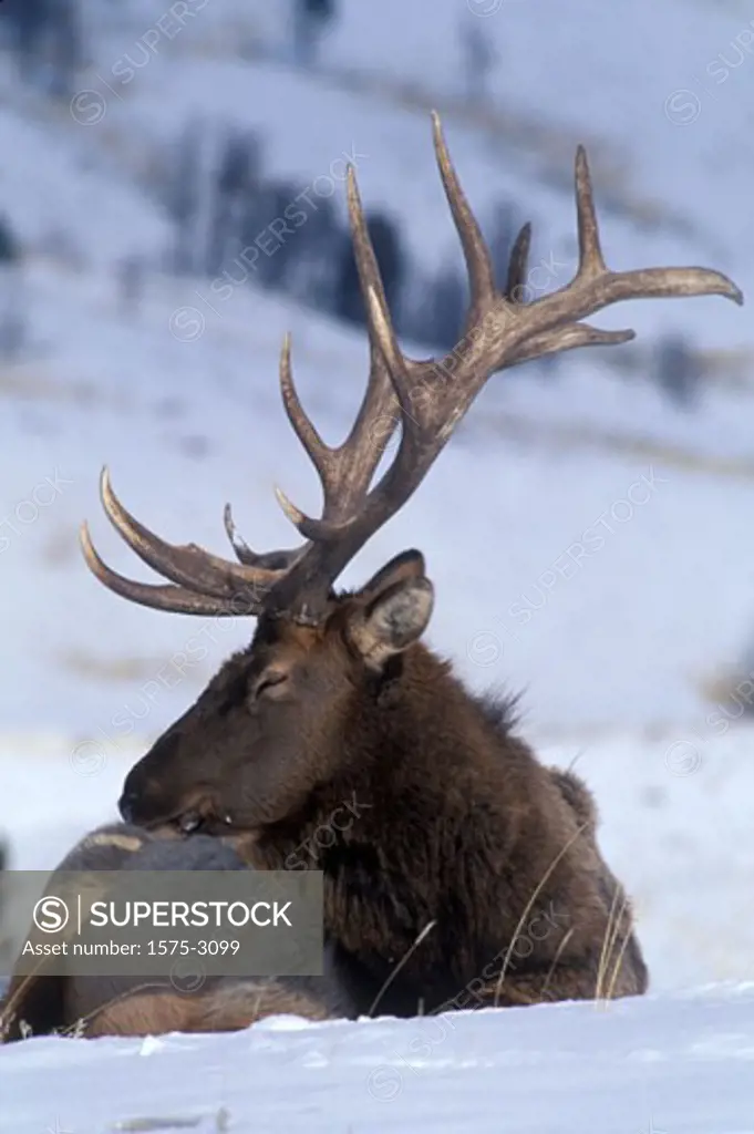 Bull elk sitting in snow