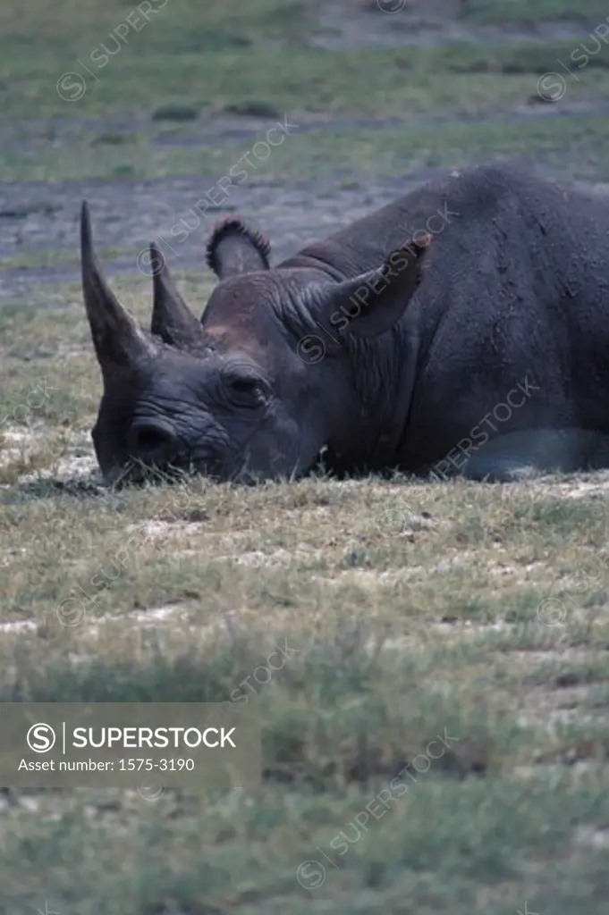 Rhinoceros, Ngorongoro Crater, Tanzania