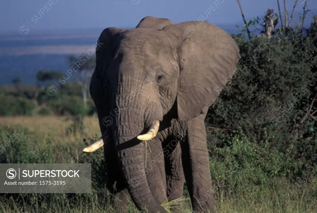 Elephant, Ngorongoro Crater, Tanzania