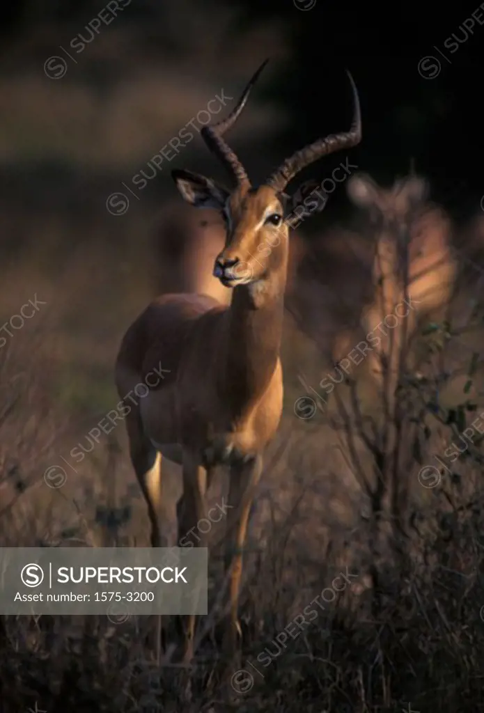 Impala, Chobe National Park, Botswanna