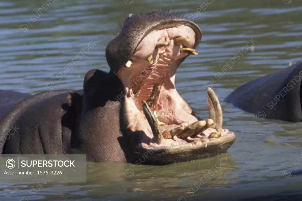 Hippopotamus, Captive, Vancouver Zoo