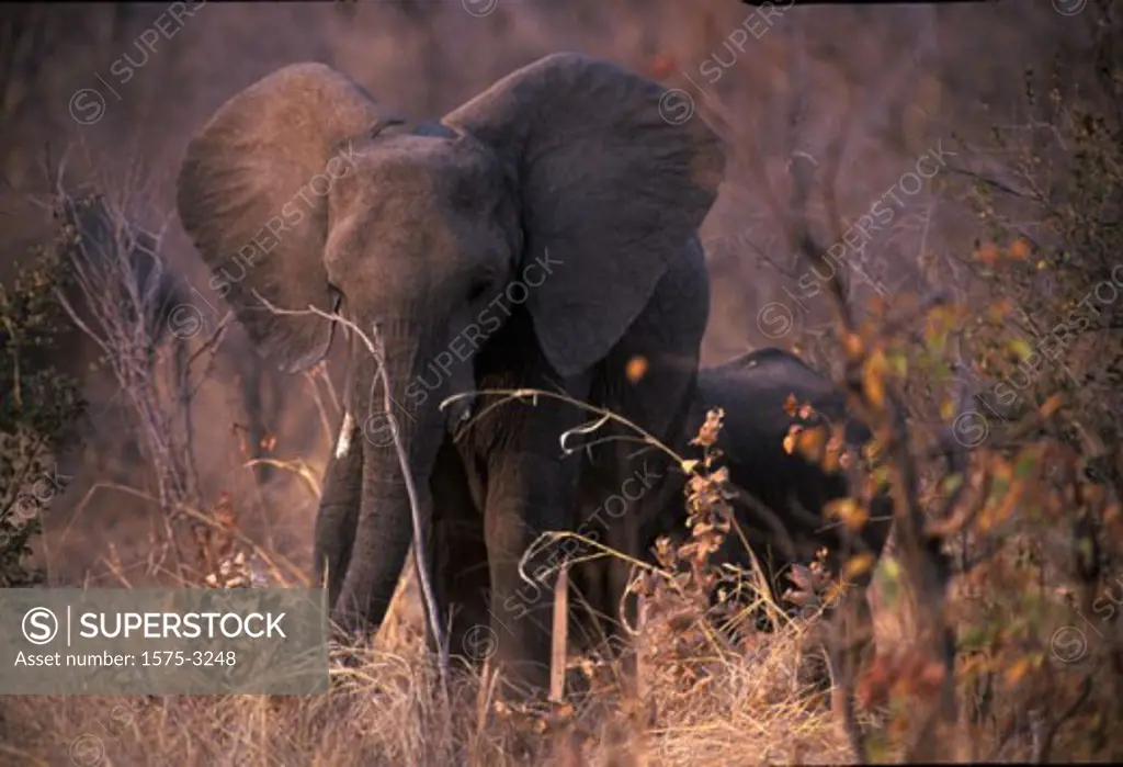 Elephant, Chobe national Park, Botswana