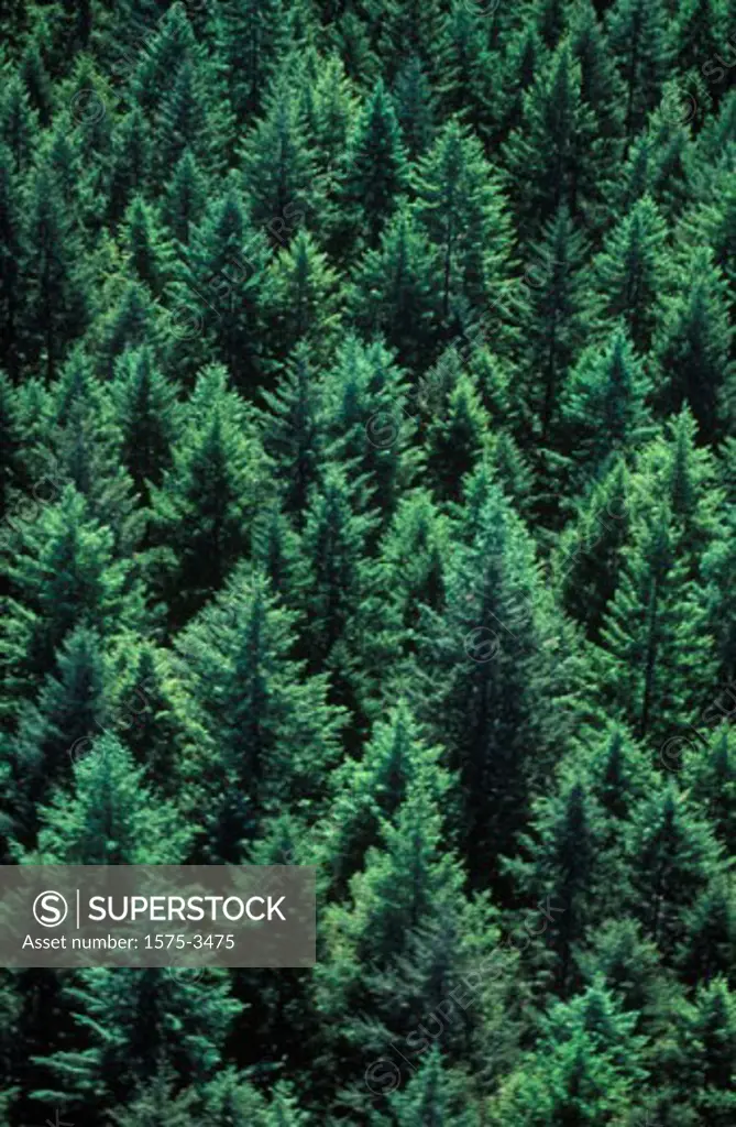 Aerial view of Second growth forest, Vancouver Island, British Columbia
