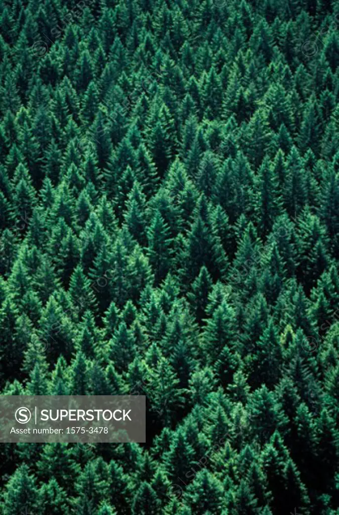 Aerial view of second growth forest, mixed evergreen, Vancouver Island, British Columbia
