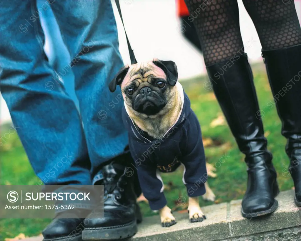 Pug dog dressed up in black, waiting to cross street