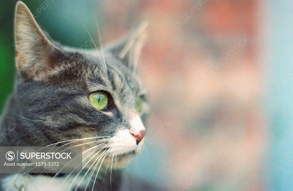 Profile of a cat