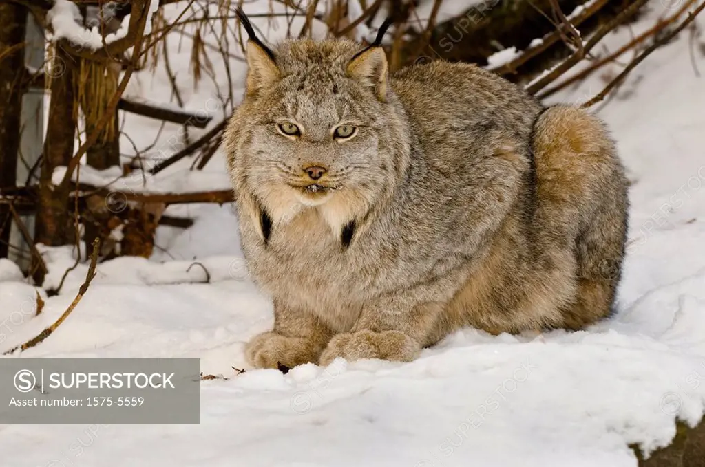 Lynx Lynx canadensis, Muskoka Wildlife Centre, Ontario