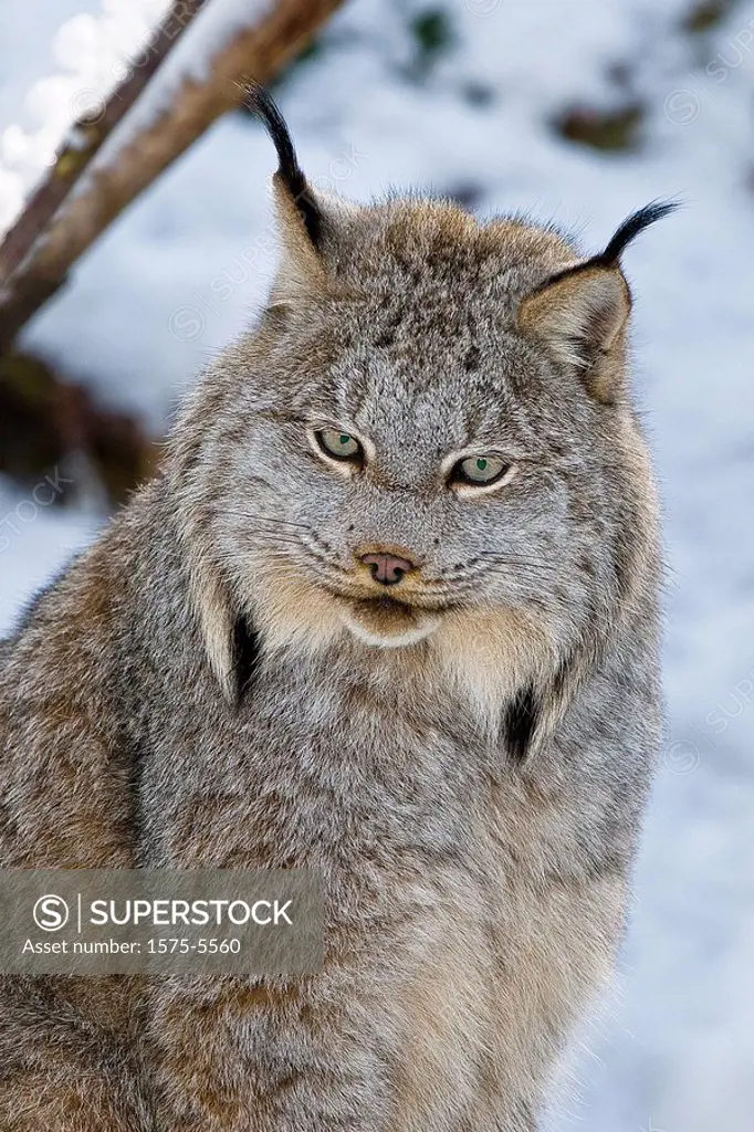 Lynx Profile Lynx canadensis, Muskoka Wildlife Centre, Ontario