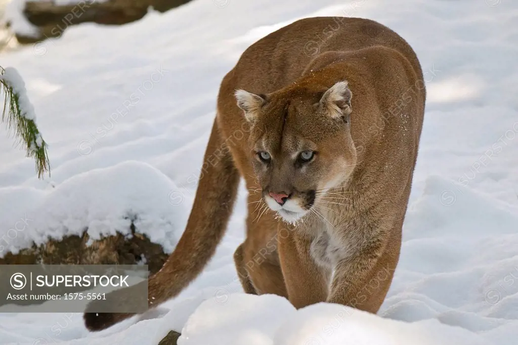 Cougar Puma concolor, Muskoka Wildlife Centre, Ontario