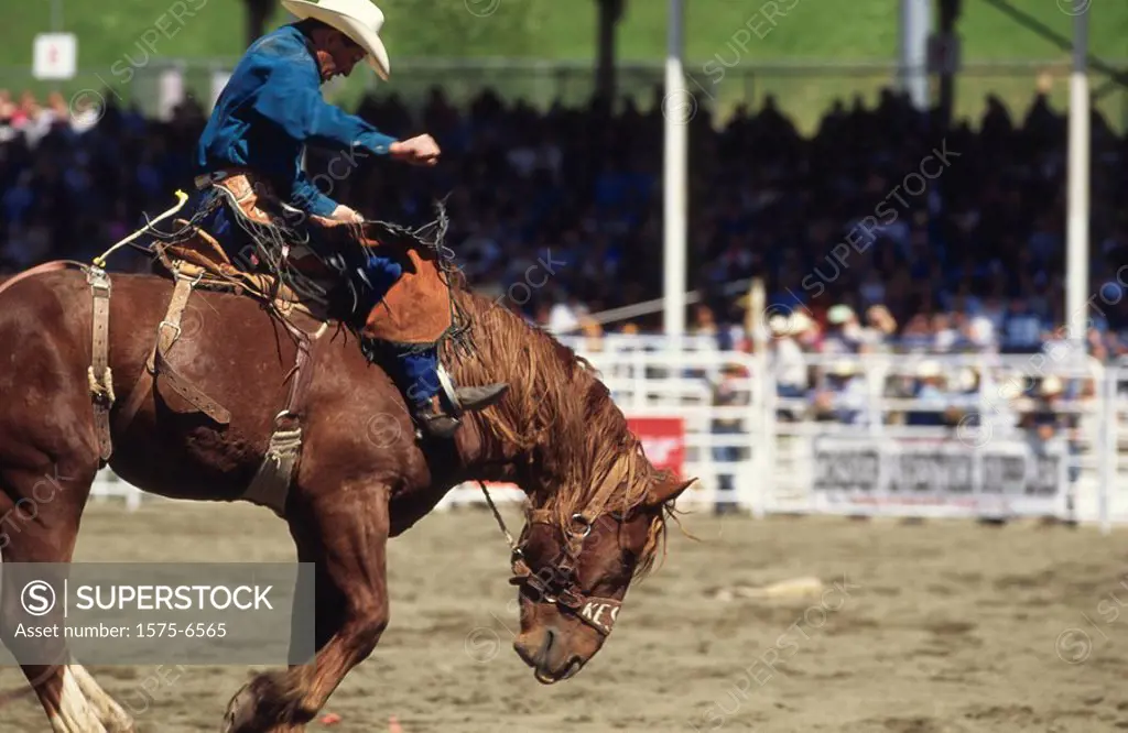 Rodeo Cowboy riding a ´Bucking Bronco, Coverdale Rodeo, BC