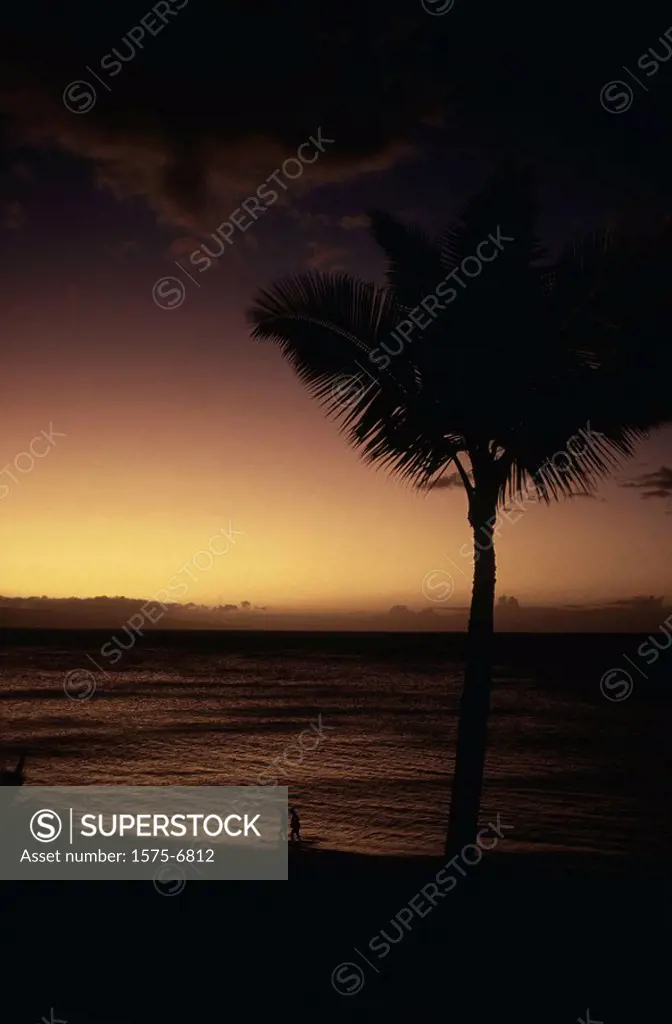 Silouette of palm tree at sunset, kahana, Maui, Hawaii