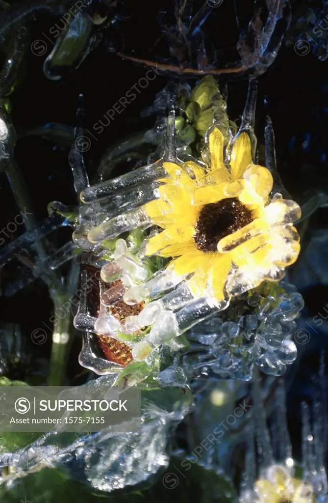 Sunflower in ice