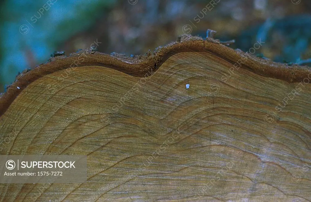 Close up of rings in a log